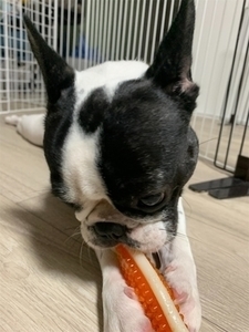 フレンチブルドッグ