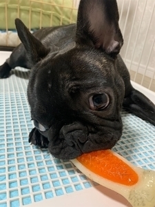 フレンチブルドッグ