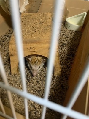 ハリネズミ