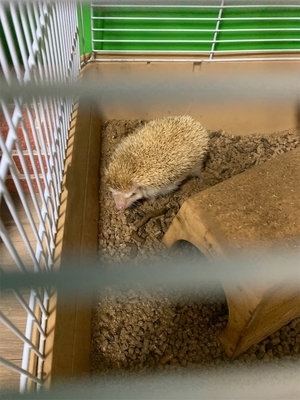 ハリネズミ