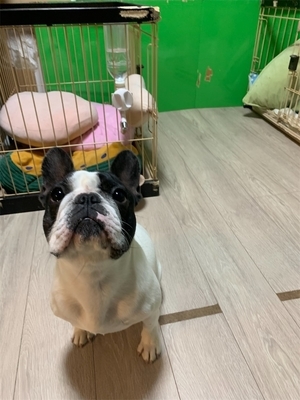フレンチブルドッグ