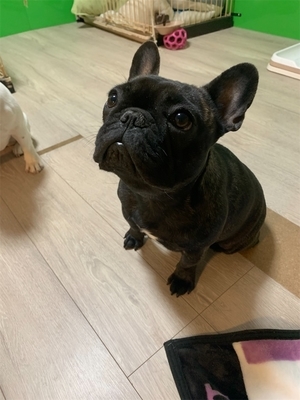 フレンチブルドッグ