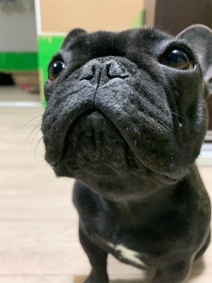 フレンチブルドッグ