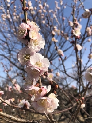 梅満開