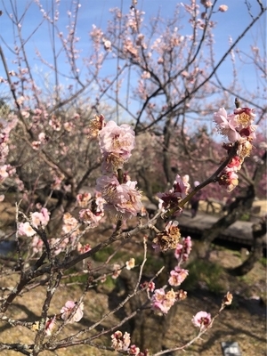 梅満開