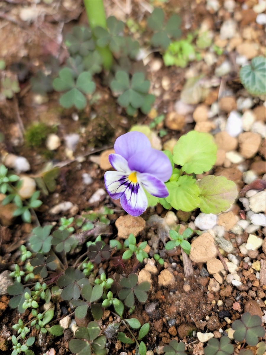 Garden+ フラワー・ガーデニング 無農薬 パルマスミレ 香り良いスミレ