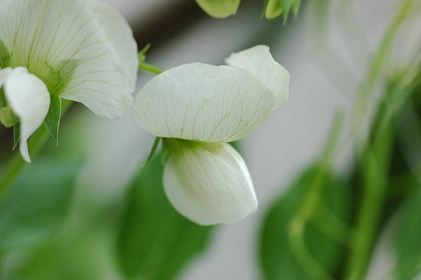 f:id:retoto:20100409205349j:image f:id:retoto:20100409205349j:image