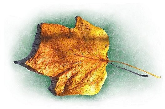 f:id:retoto:20211101184058j:plain