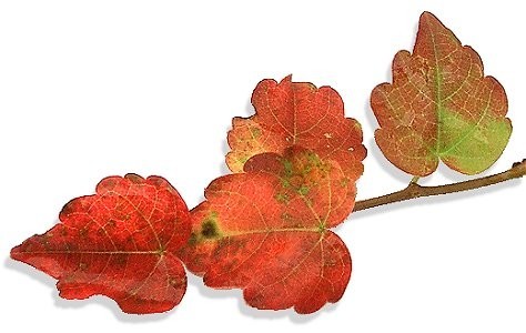 f:id:retoto:20211101184202j:plain