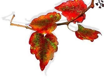 f:id:retoto:20211101184359j:plain