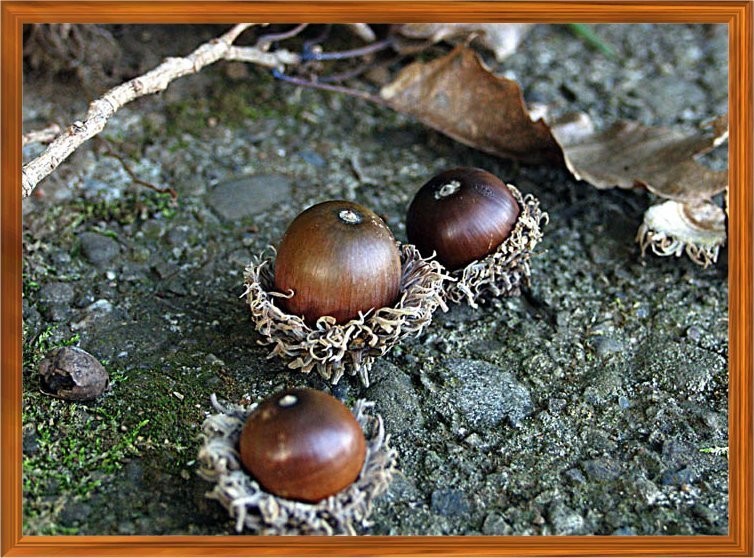 f:id:retoto:20211101184733j:plain