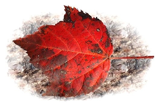 f:id:retoto:20211220215731j:plain