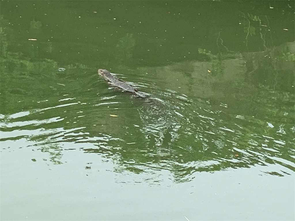 f:id:retteru:20230809212339j:image