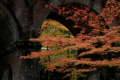 京都新聞写真コンテスト　紅葉の衣