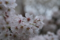 京都新聞写真コンテスト　　花の雲　