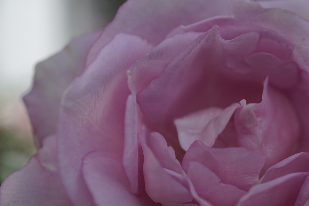 11月のバラと庭の花 デュフィとモネのバラ庭 11月のバラと庭の花 デュフィとモネのバラ庭