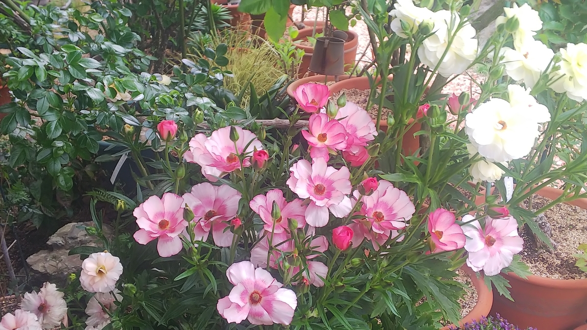 f:id:reveilchat:20210328111553j:plain