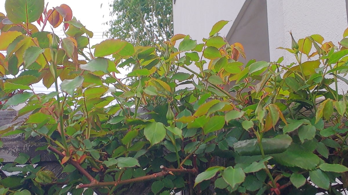 f:id:reveilchat:20210328112208j:plain