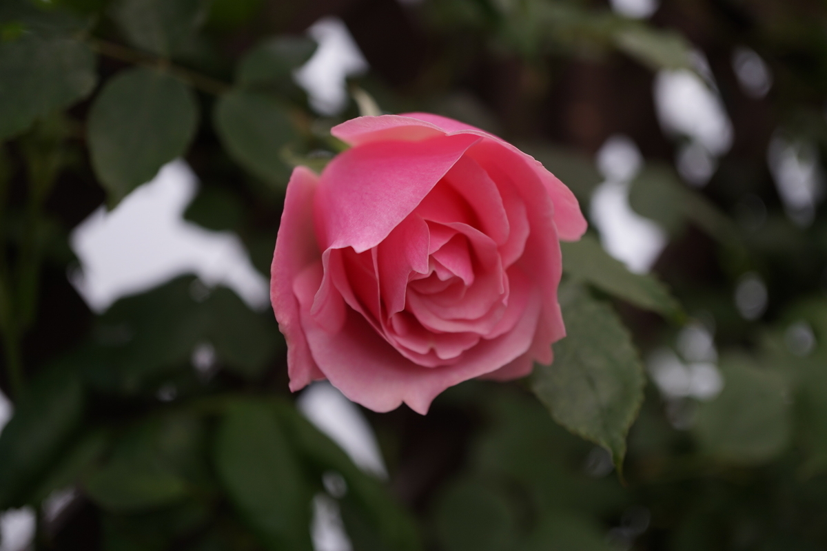 f:id:reveilchat:20210417134351j:plain