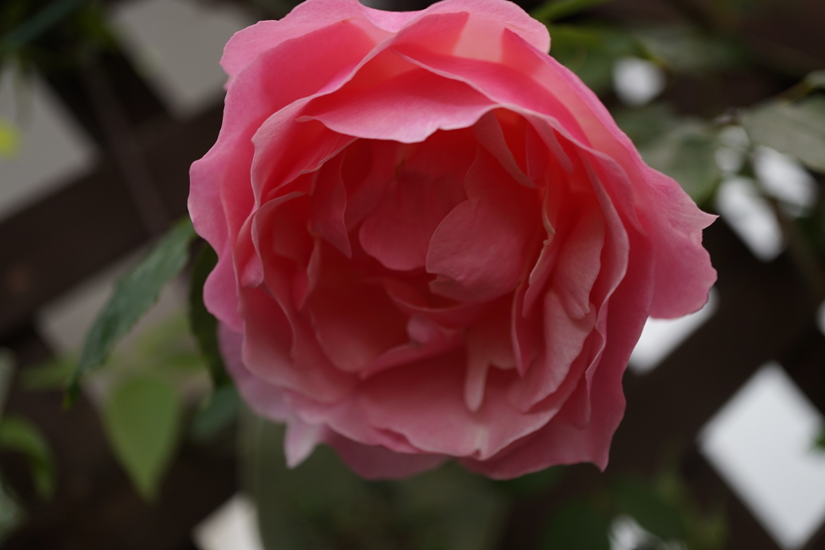 f:id:reveilchat:20210417134832j:plain