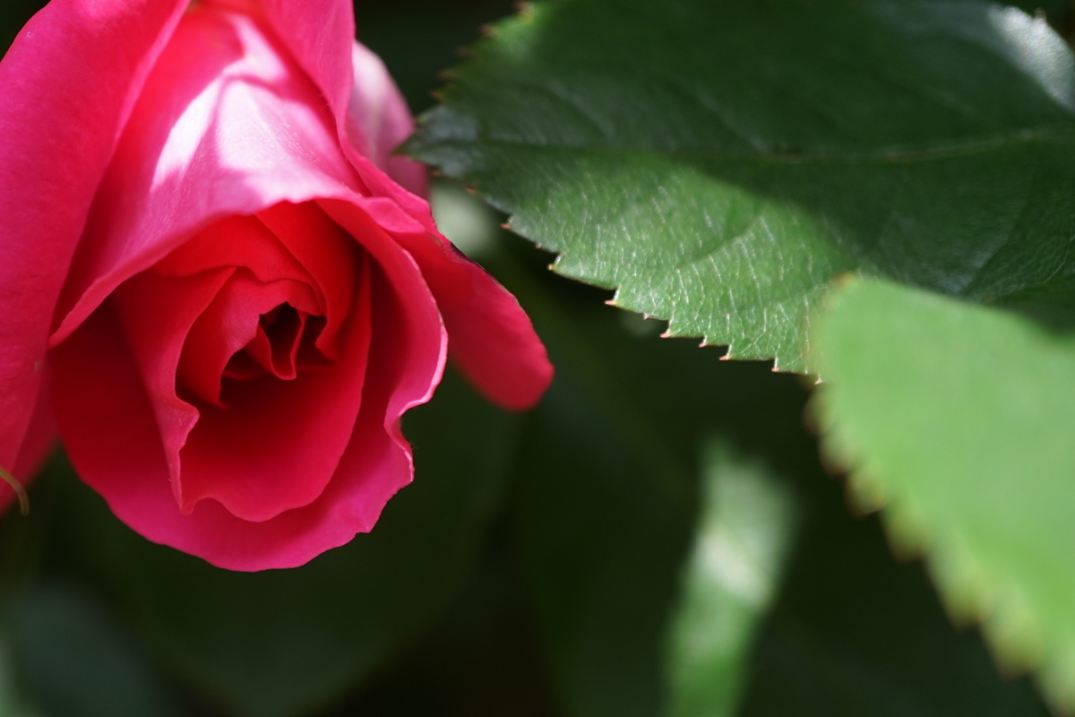 f:id:reveilchat:20210429130333j:plain