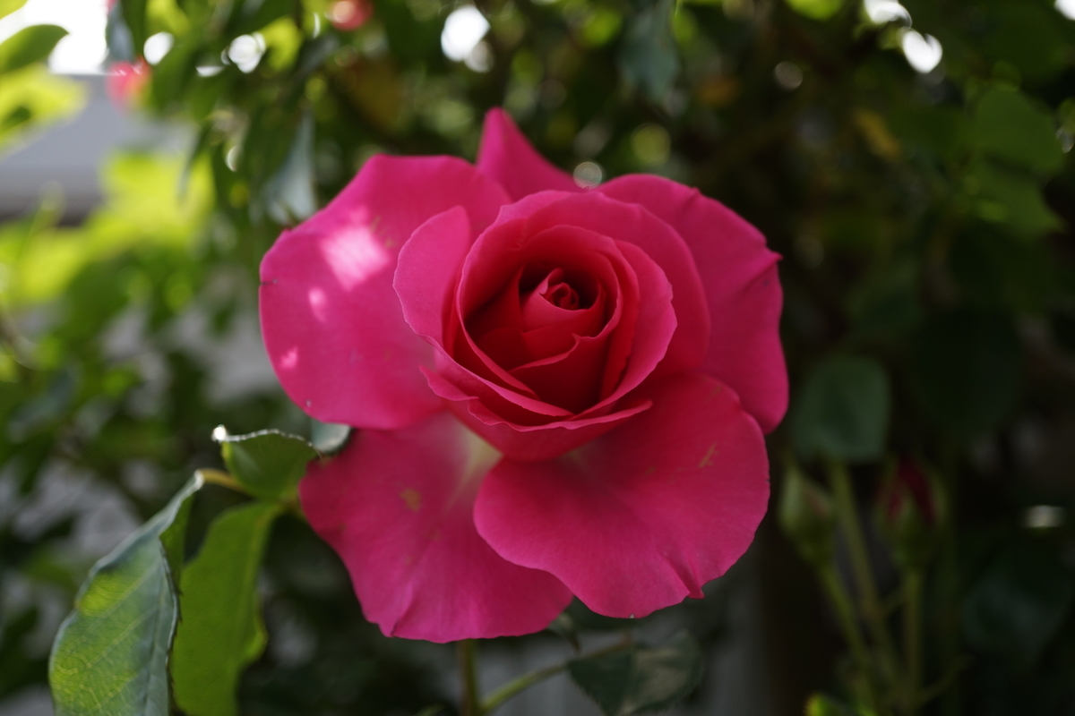 f:id:reveilchat:20210429130423j:plain