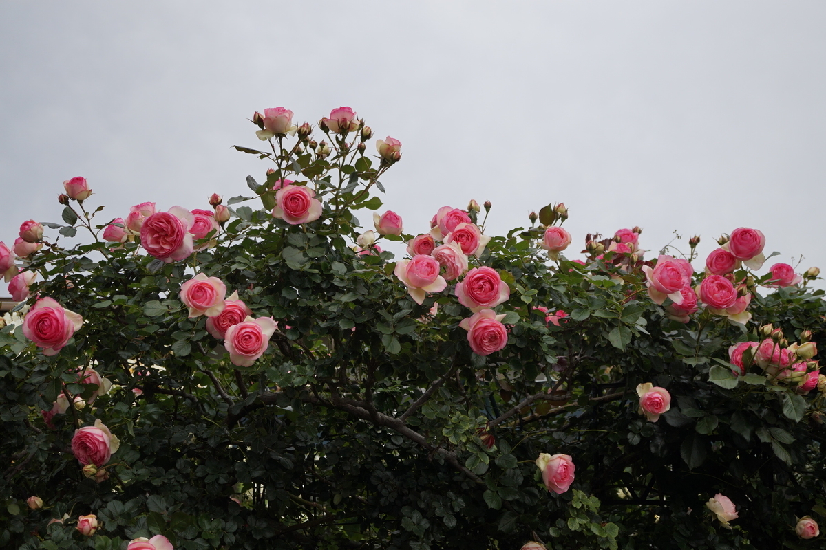 f:id:reveilchat:20210505210134j:plain