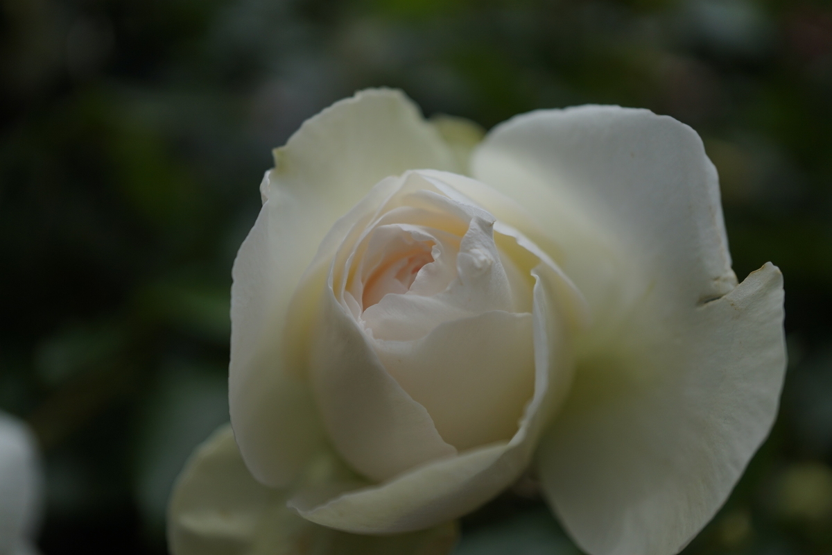 f:id:reveilchat:20210505211651j:plain