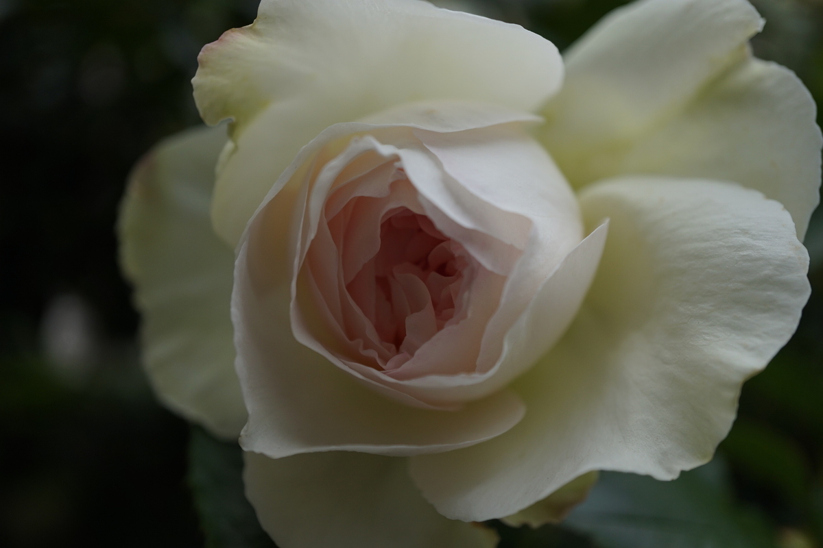 f:id:reveilchat:20210505211801j:plain