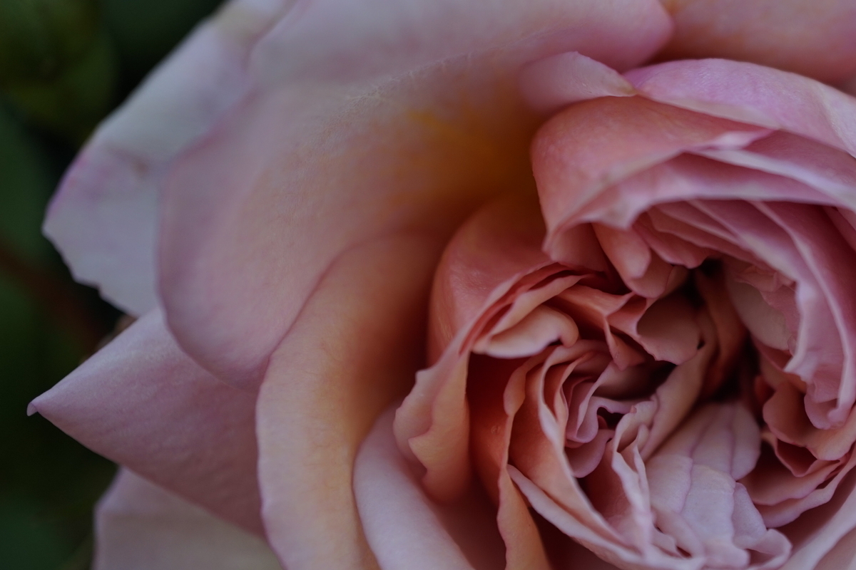 f:id:reveilchat:20210505212812j:plain