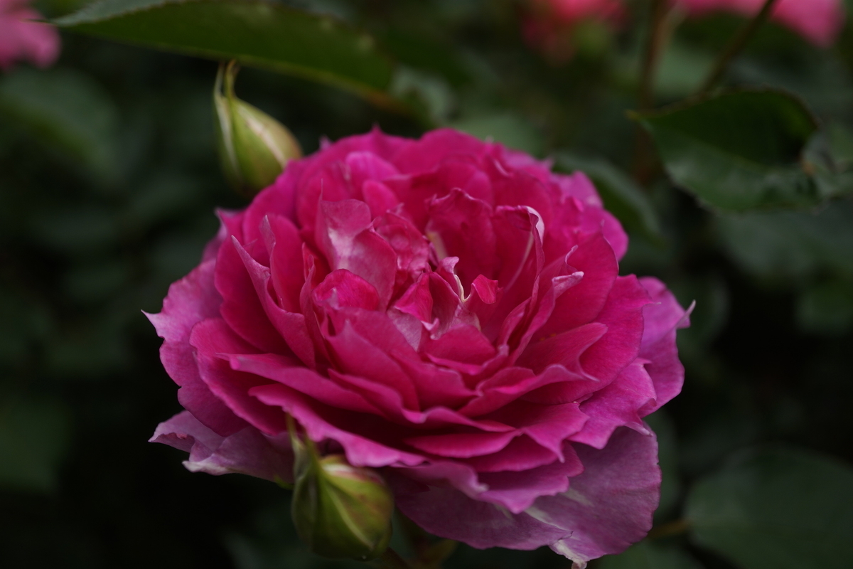 f:id:reveilchat:20210505213923j:plain