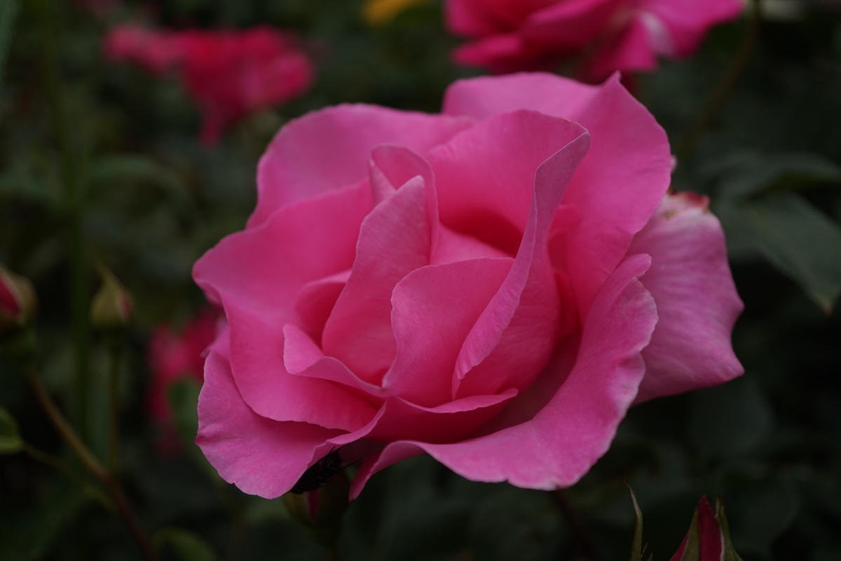 f:id:reveilchat:20210505220216j:plain