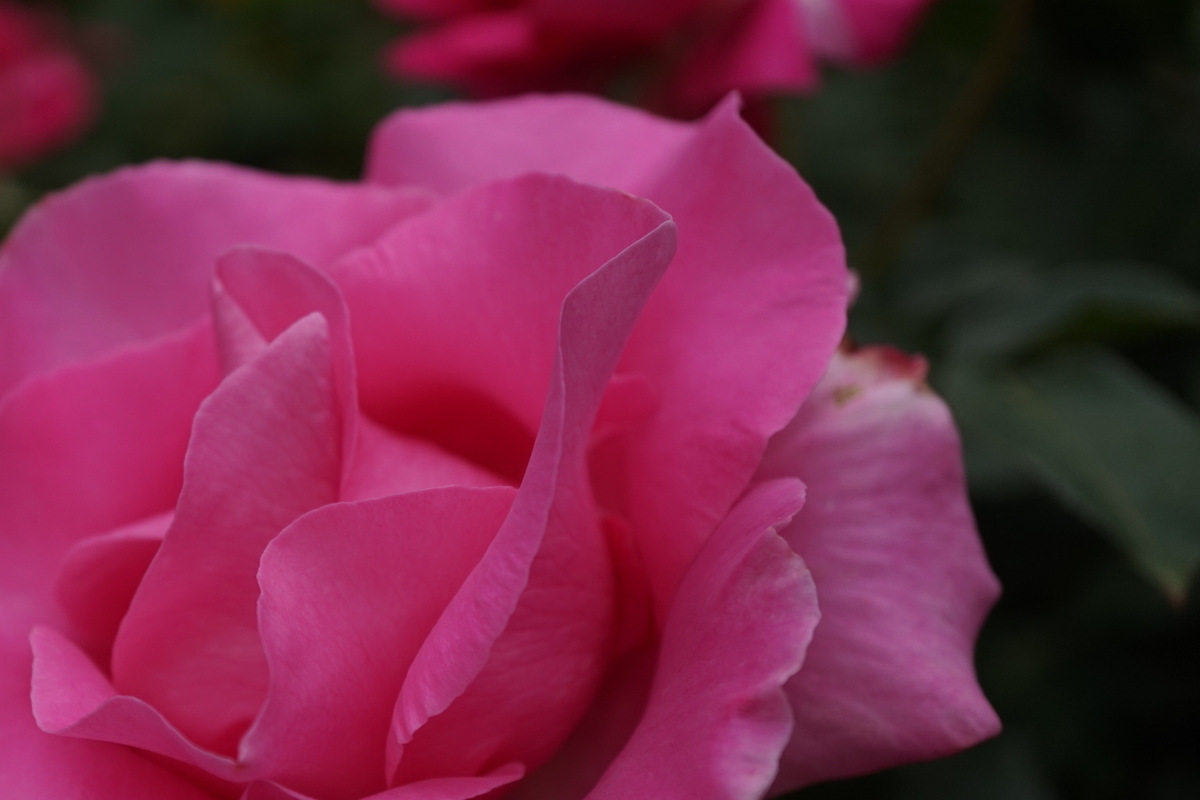 f:id:reveilchat:20210505220256j:plain