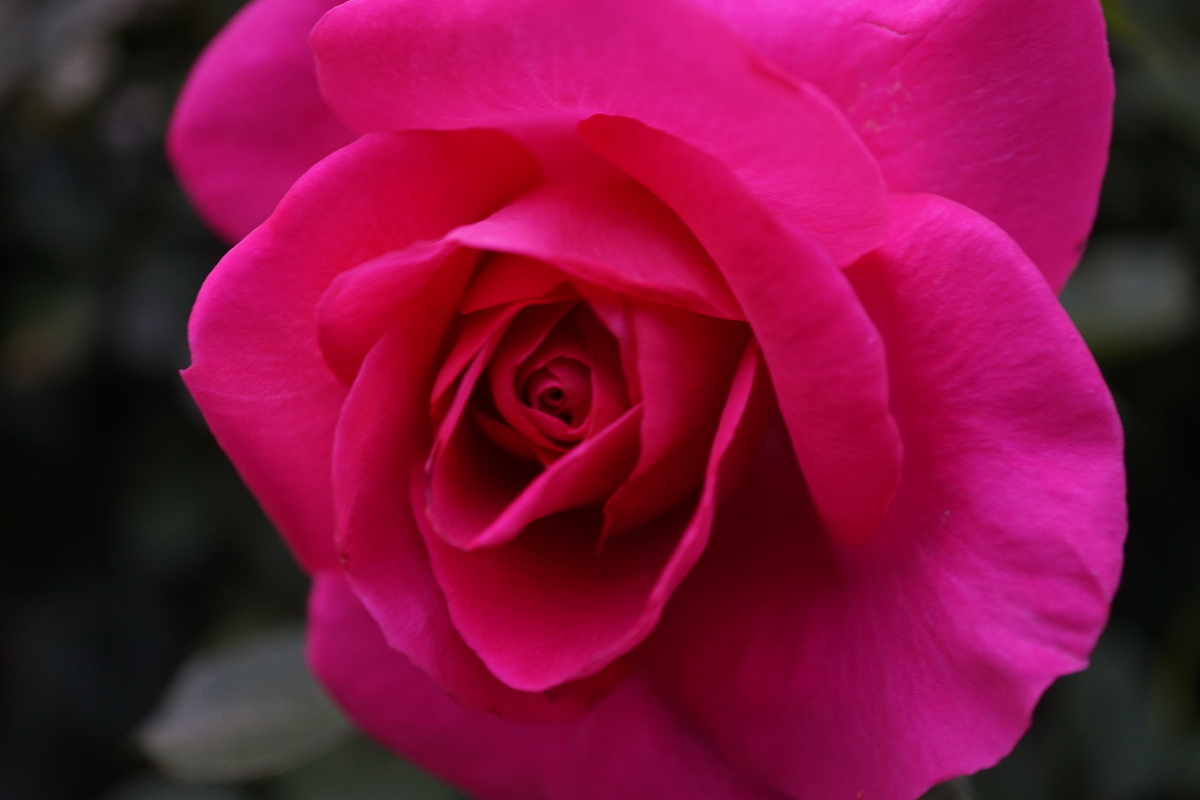 f:id:reveilchat:20210505220625j:plain