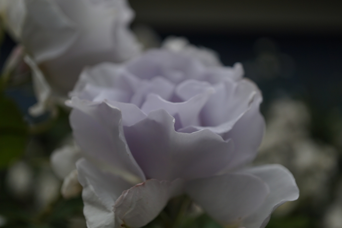 f:id:reveilchat:20210519191506j:plain