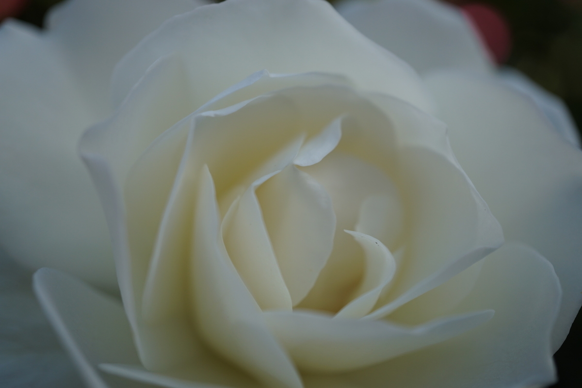 f:id:reveilchat:20210519191549j:plain
