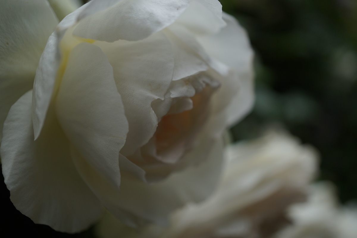 f:id:reveilchat:20210519191930j:plain