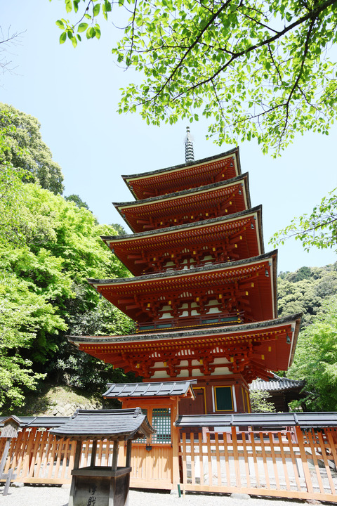 hasedera