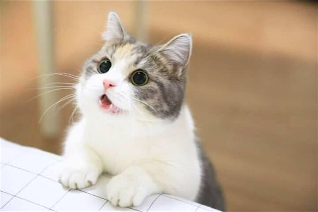 f:id:rexinrean:20190319204222j:image f:id:rexinrean:20190319204222j:image