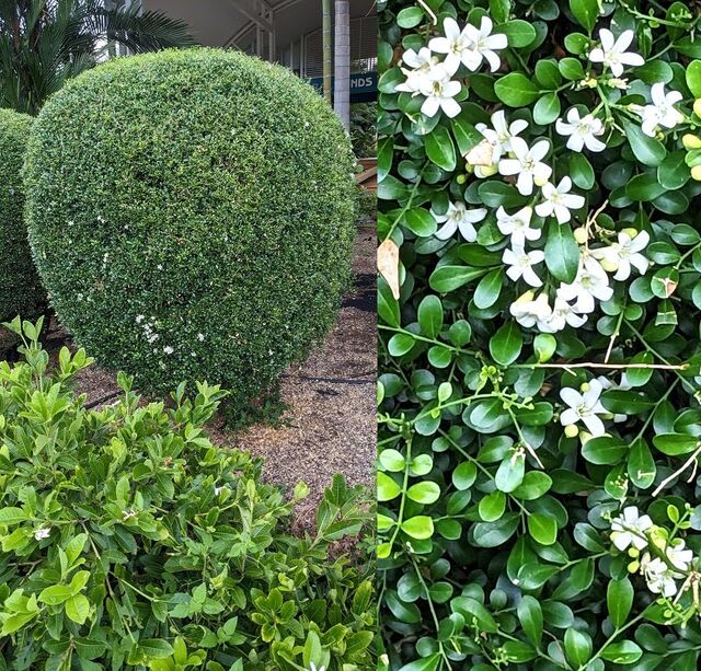 イヌツゲ(犬柘植)の花 - 豪州落人日記
