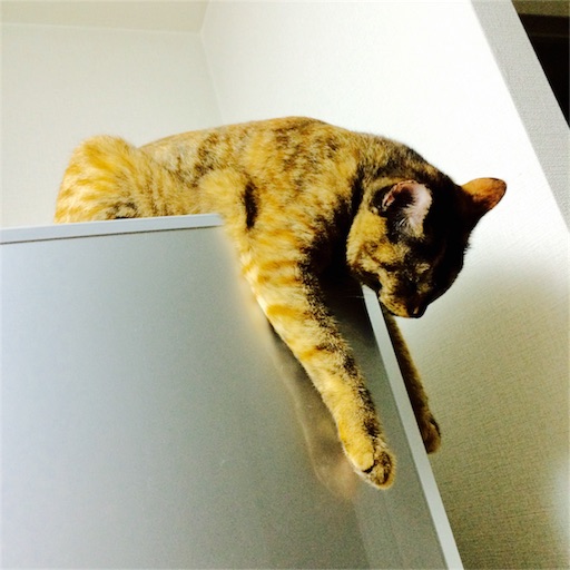 f:id:rezuteki-tsunatan-0909:20160927200318j:image