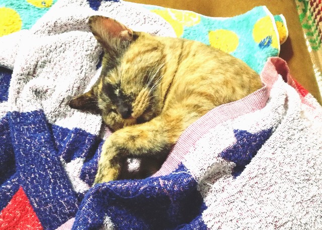 f:id:rezuteki-tsunatan-0909:20181005181604j:image f:id:rezuteki-tsunatan-0909:20181005181604j:image