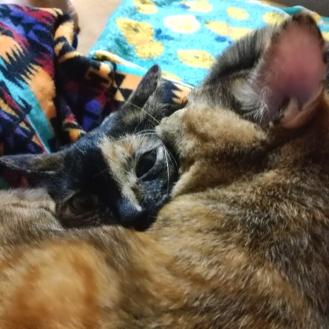 f:id:rezuteki-tsunatan-0909:20181024205836j:image