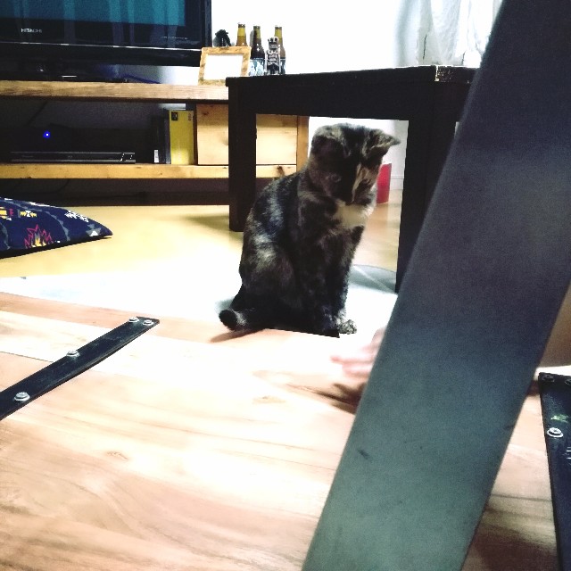 f:id:rezuteki-tsunatan-0909:20181114225154j:image