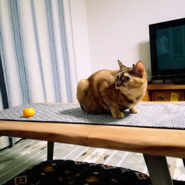 f:id:rezuteki-tsunatan-0909:20181114225548j:image