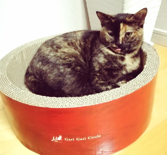 f:id:rezuteki-tsunatan-0909:20181221231134j:image