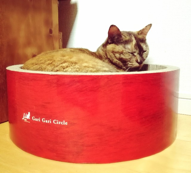 f:id:rezuteki-tsunatan-0909:20181221231313j:image