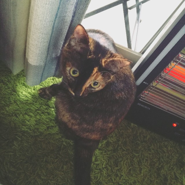 f:id:rezuteki-tsunatan-0909:20190312191301j:image f:id:rezuteki-tsunatan-0909:20190312191301j:image