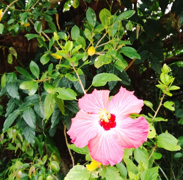 f:id:rezuteki-tsunatan-0909:20190416191547j:image f:id:rezuteki-tsunatan-0909:20190416191547j:image