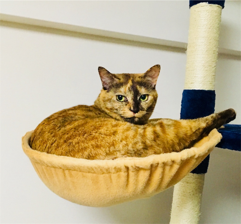 f:id:rezuteki-tsunatan-0909:20190522182244j:image f:id:rezuteki-tsunatan-0909:20190522182244j:image
